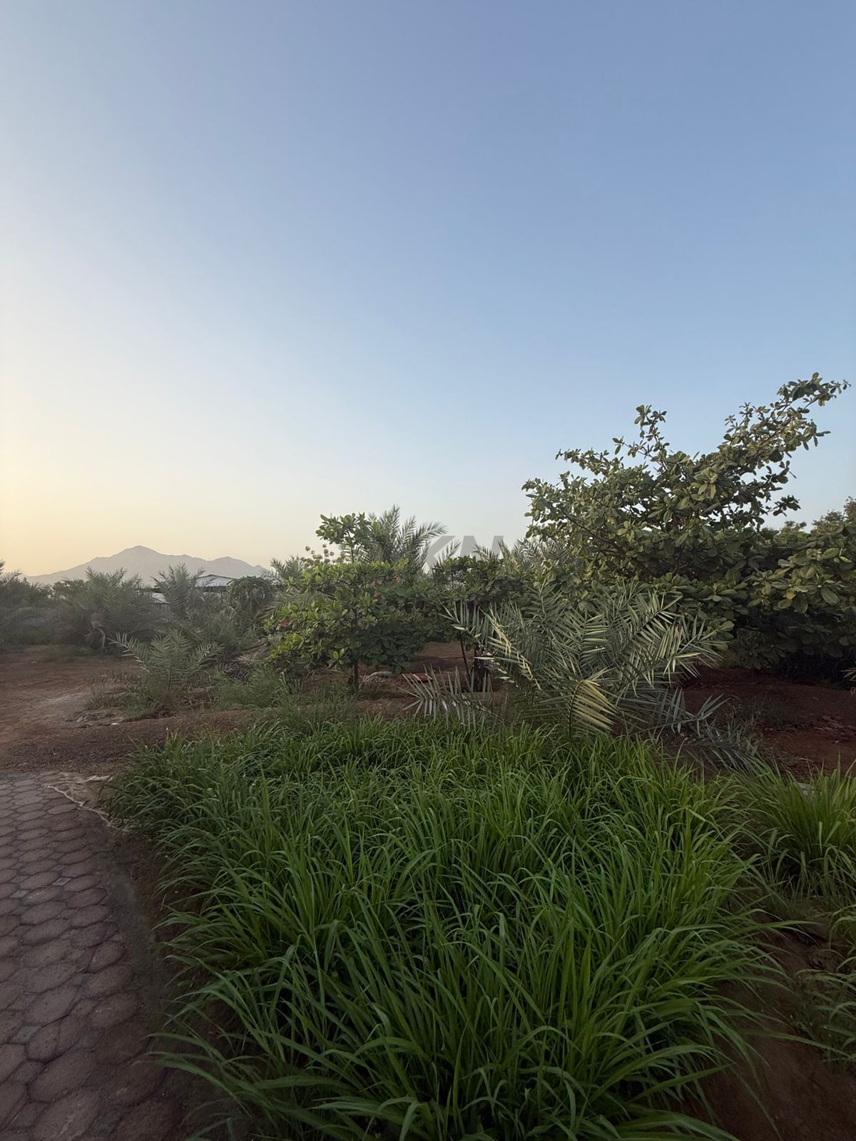 Agricultural land for sale in Al Bidyah , Fujairah
