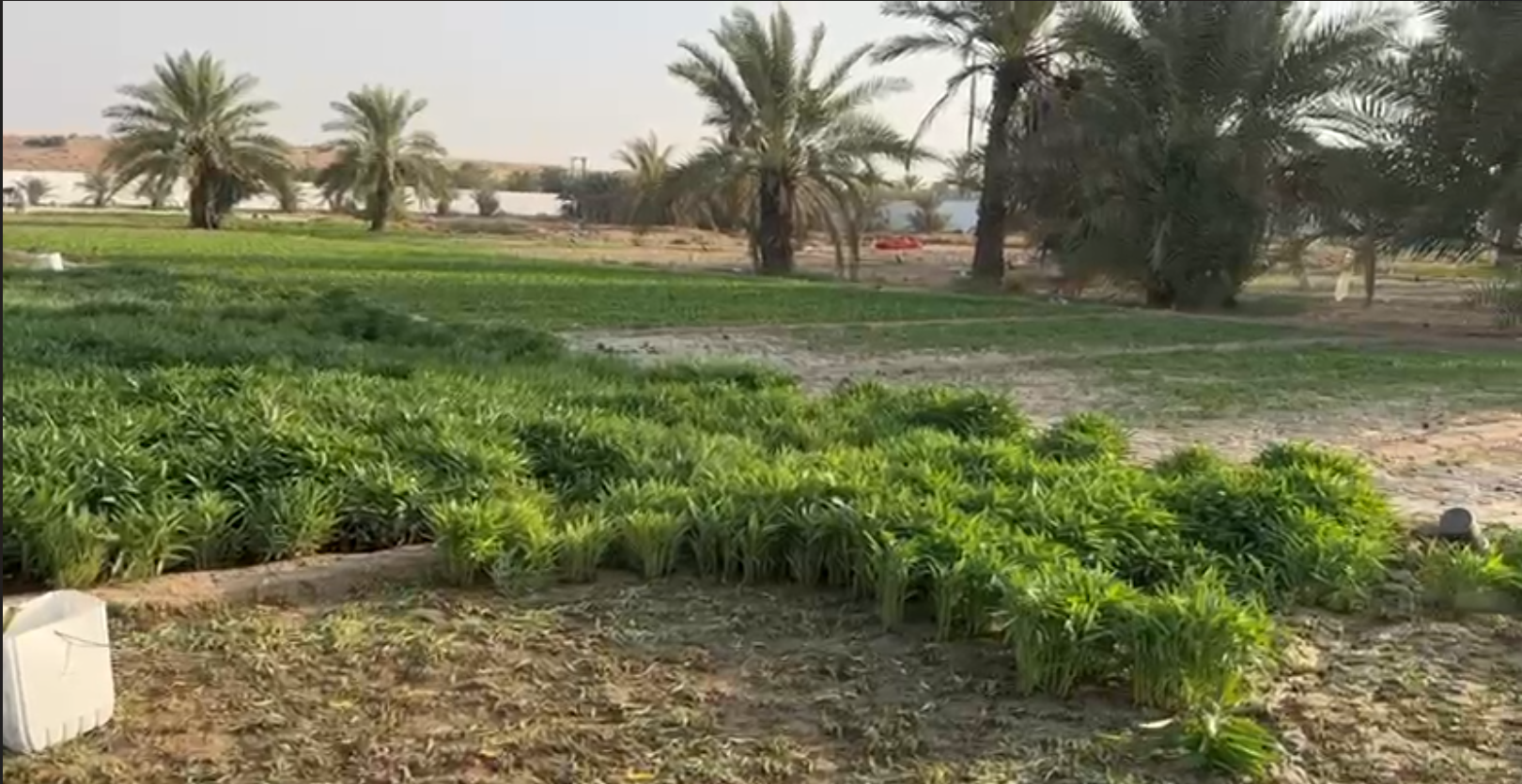 Agricultural Land for Rent – 415,000 Sq. Ft. in Tawi Al Murrqquab
