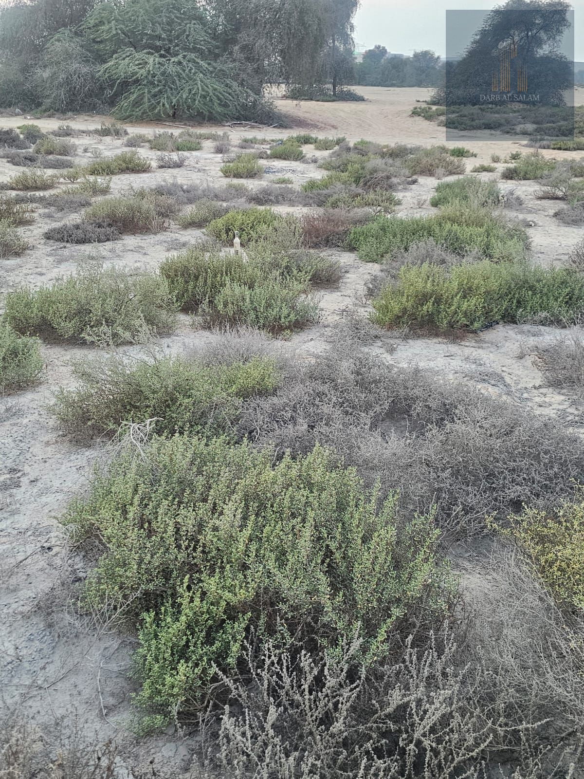 Industrial land for sale in Al Sajaa / Sharjah