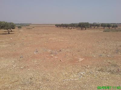 Commercial & Residential Land for Sale – Rawdat Al Qart