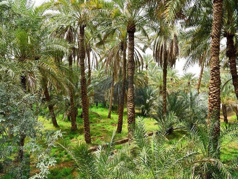 Farm for sale | Good location | Locals only