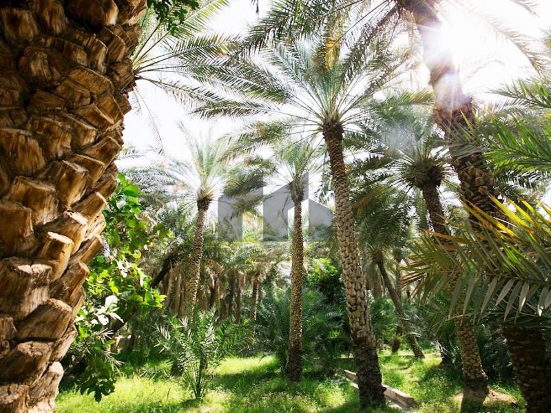 Farm for Sale | Al Adlah | Prime Location