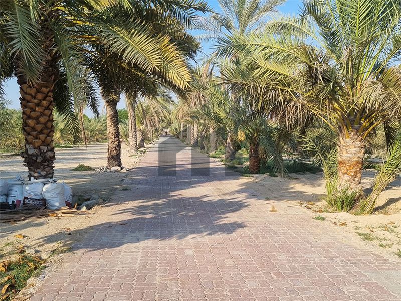Good location | Palm trees | Workers house