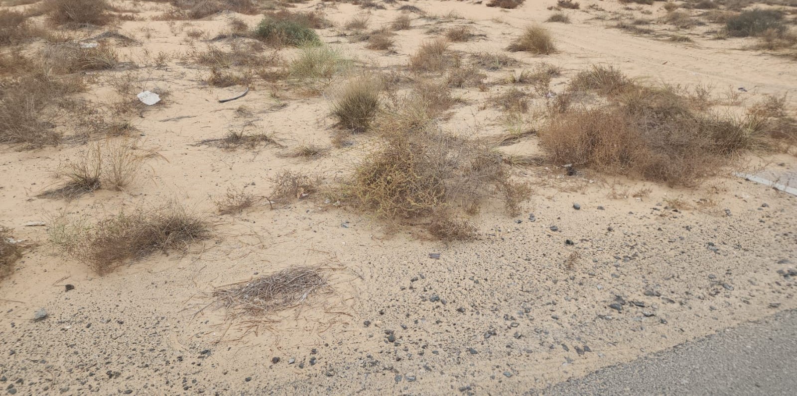 For sale Unique opportunity Industrial plot– Sharjah Maleha industrial area – Sharjah Plot size 10000 sq ft